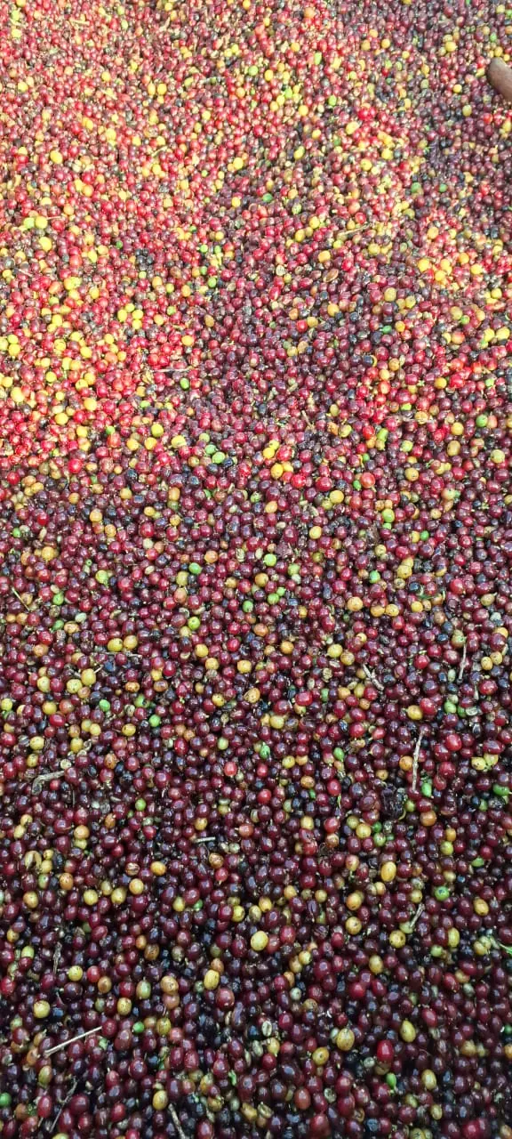 Frutos colhidos em diferentes estágios