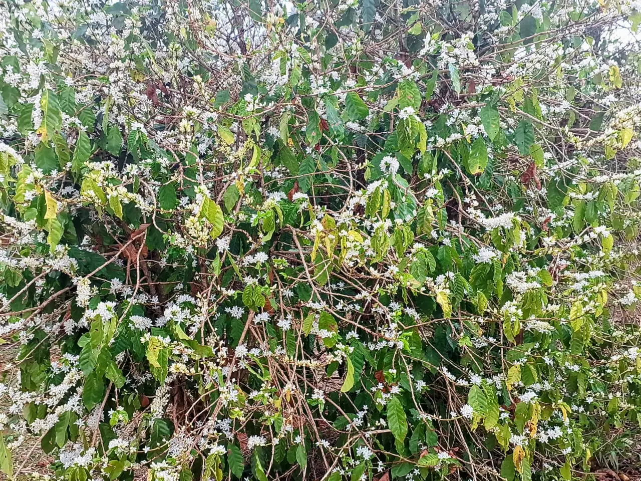 Cafezal carregado de flores