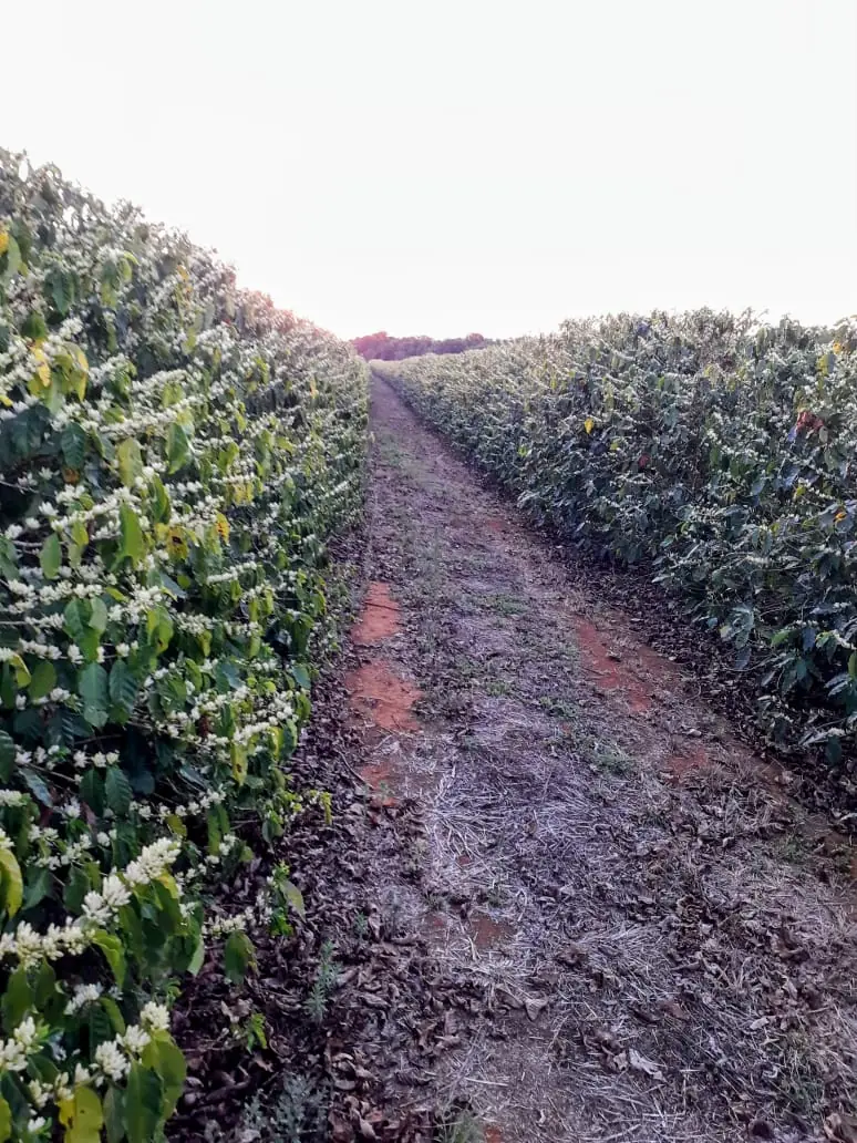 Caminho de terra entre as plantas de café