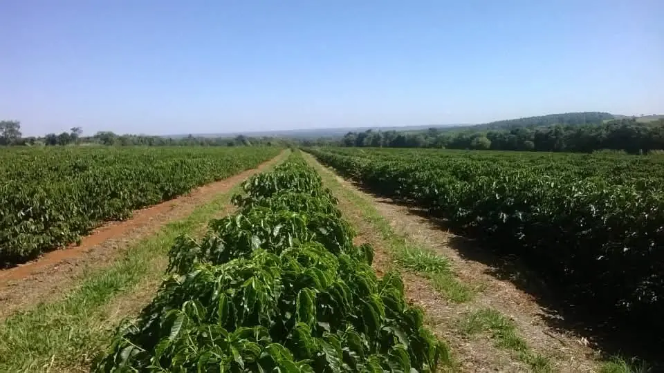 Vista ampla das linhas de café