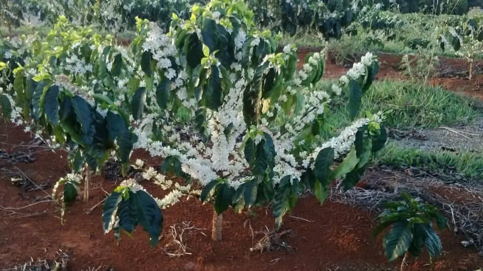 Pé de café na Fazenda Boa Vista