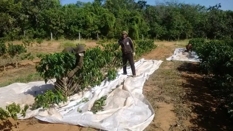 Manejo dos cafezais