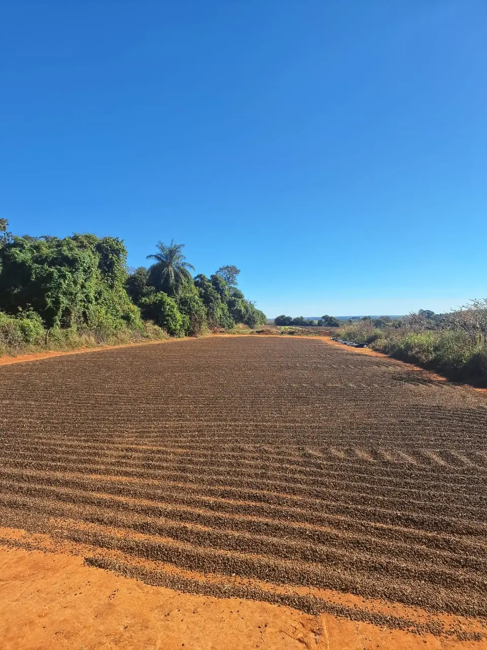 Área preparada na Fazenda Boa Vista