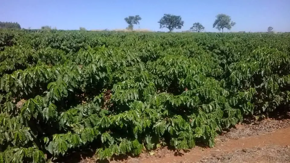 Cafezal em desenvolvimento na Fazenda Boa Vista